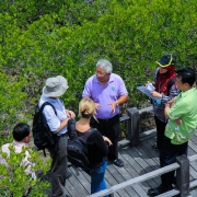 Learning about mangrove ecosystems at Pranburi