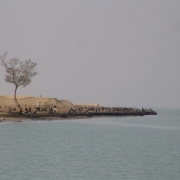 Sand Dune Stabilization for Mangrove Protection in Miani Hor