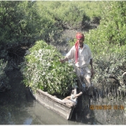 Sustainable Use of Mangroves for Small-Scale Entrepreneurs