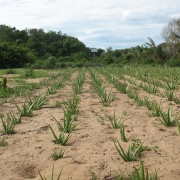 Expanding Aloe vera cultivation to Panama  