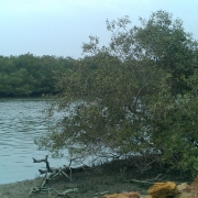 Encouraging Industrial Units to Participate in Coastal Resource Management 